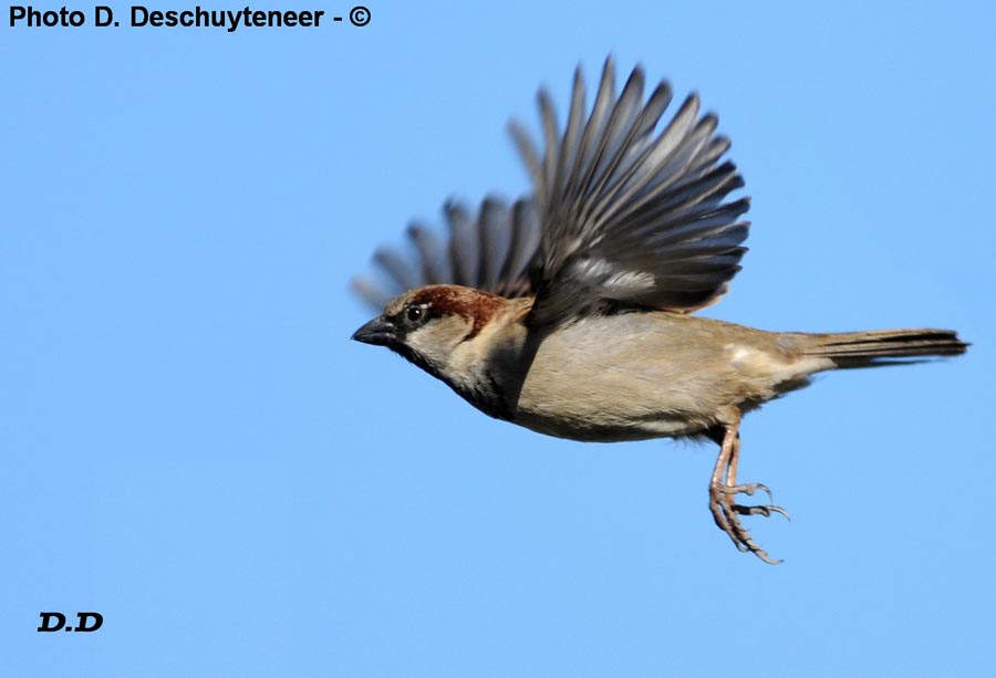 Passer domesticus 